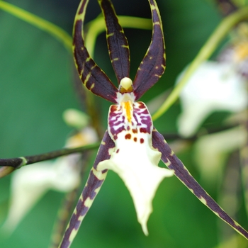 Odontobrassia Fangtastic 'Bob Henley'