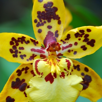 Odontocidium Tiger Crow 'Golden Girl'