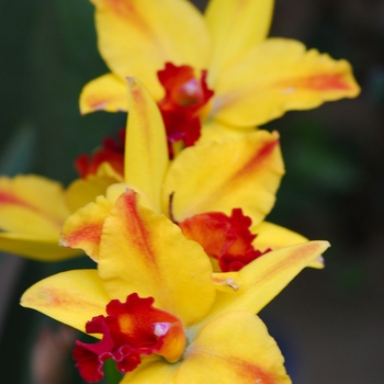 Sophrolaeliocattleya Barefoot Mailman 'Lea'