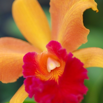 Sophrolaeliocattleya Persian Garden 'The Shah'