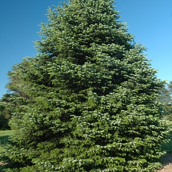 Abies nordmanniana