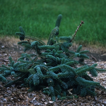 Abies numidica 'Pendula'