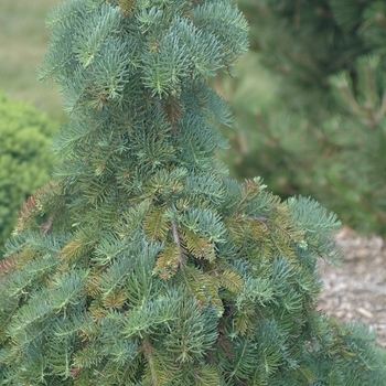 Abies procera 'La Graciosa' 