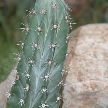 Acanthocereus pitajaya 