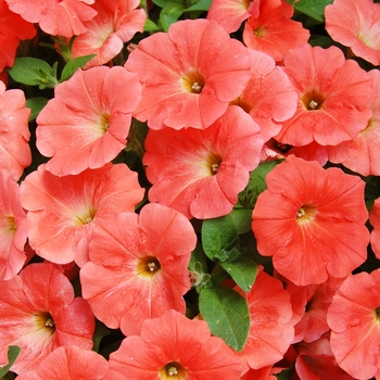 Petunia 'Potunia Papaya'