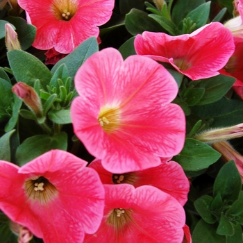 Petunia 'Potunia Lobster'