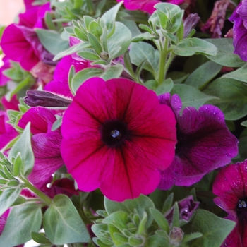 Petunia 'Potunia Deep Purple'