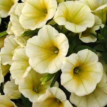 Petunia 'Potunia Lemon Drop'