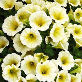 Petunia 'Potunia Lemon Drop' 