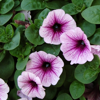 Petunia 'Potunia Blackberry Ice'