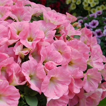 Petunia 'Potunia Pink' 