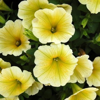 Petunia 'Potunia Yellow'