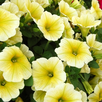 Petunia 'Potunia Yellow' 