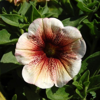 Petunia 'Potunia Cappuccino' 