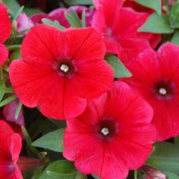 Petunia 'Potunia Piccola Dark Red' 