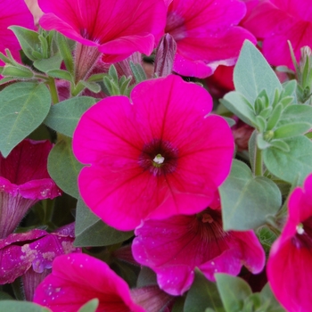 Petunia 'Potunia Neon' 