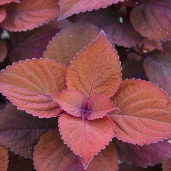 Coleus 'Keystone Kopper™'