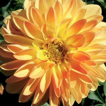 Dahlia Dalina® 'Grande Novia'