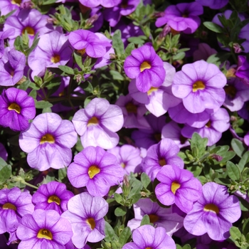 Calibrachoa Aloha Blue Sky