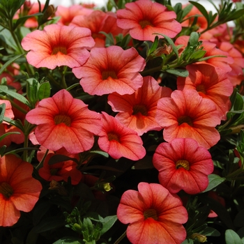 Calibrachoa Aloha 'Apricot'