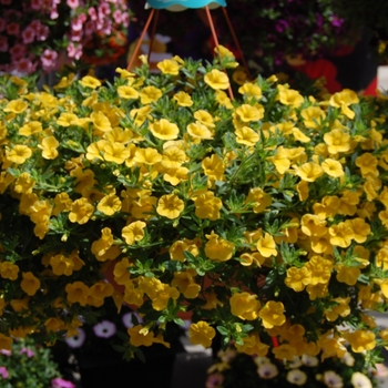 Calibrachoa Aloha Canary Yellow