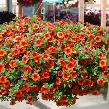 Calibrachoa Aloha Hot Orange