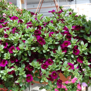 Calibrachoa Aloha Midnight Purple