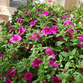 Calibrachoa Aloha Pink