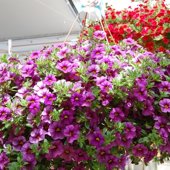 Calibrachoa Aloha Purple Sky