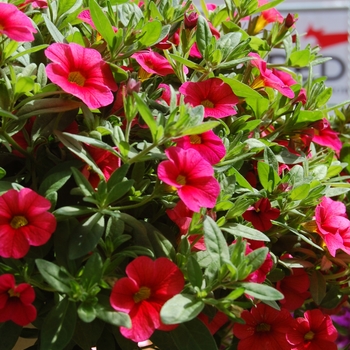 Calibrachoa Aloha Strawberry