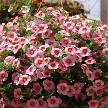 Calibrachoa Aloha Soft Pink