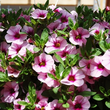 Calibrachoa Aloha Tiki Neon Blush