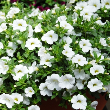 Calibrachoa Aloha White