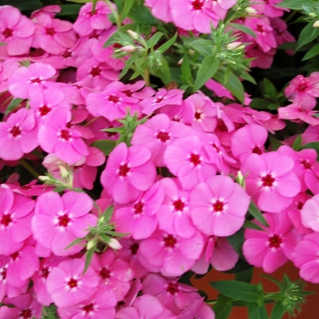 Phlox 'Phloxy Lady Pink'