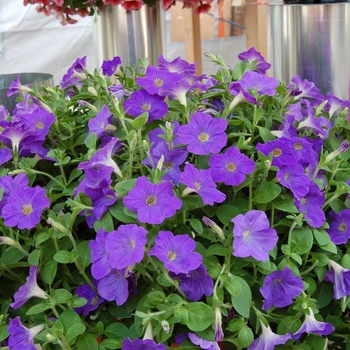 Petunia 'Surprise Blue Sky' 