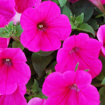 Petunia 'Surprise Hot Pink'