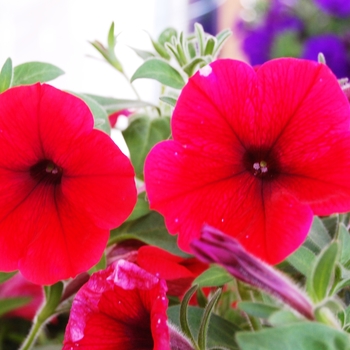 Petunia 'Surprise Hot Red' 