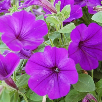 Petunia 'Surprise Marine'