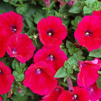 Petunia 'Surprise Neon'