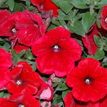 Petunia 'Surprise Red 09'