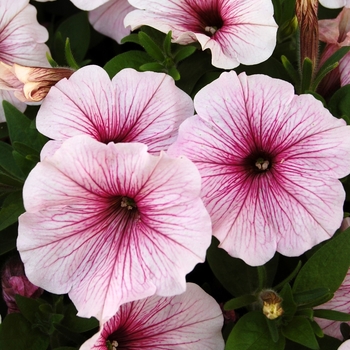 Petunia 'Surprise White Ice' 