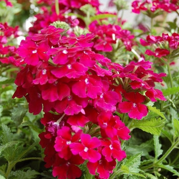 Verbena Empress 'Burgundy'