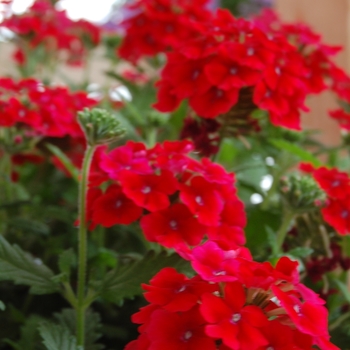 Verbena Empress Dark Red