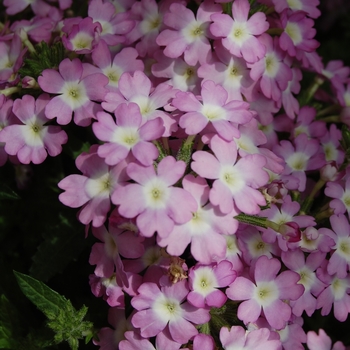 Verbena Empress Lavender Charme