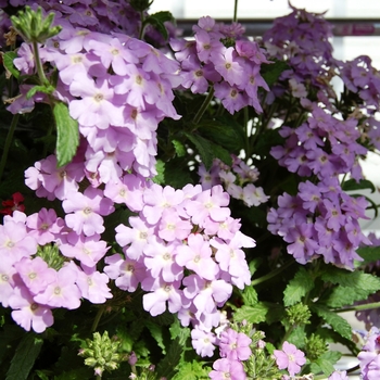 Verbena Empress Lavender