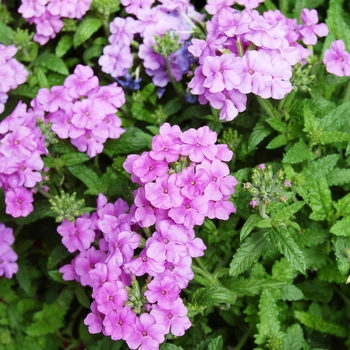 Verbena 