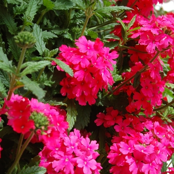 Verbena Empress Salmon Pink