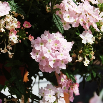 Verbena Empress Soft Pink