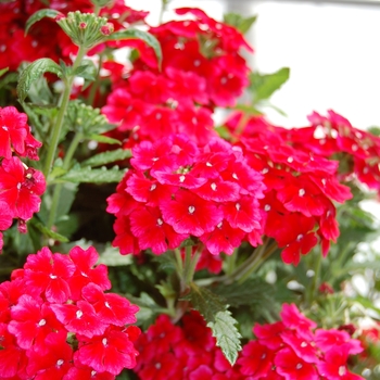 Verbena Empress Strawberry