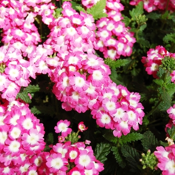 Verbena Empress Strawberry Charme